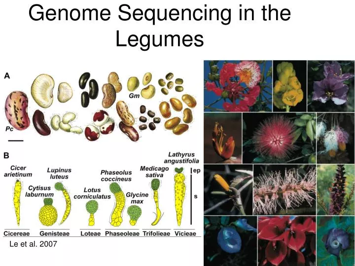 genome sequencing in the legumes