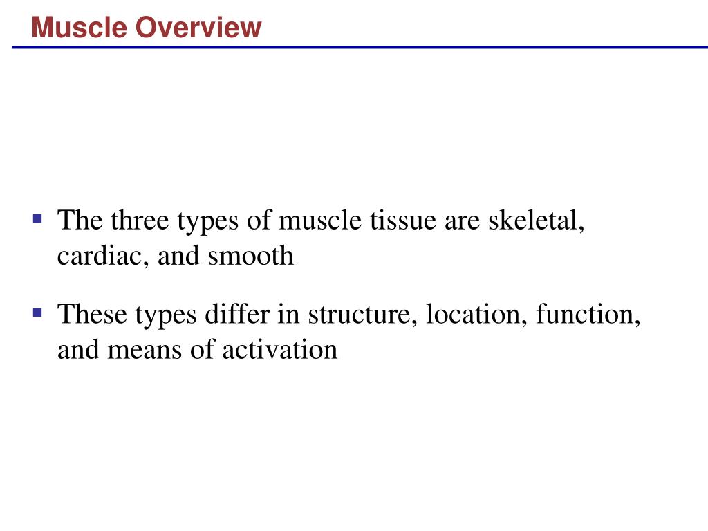 PPT - Muscle Overview PowerPoint Presentation, free download - ID:702730