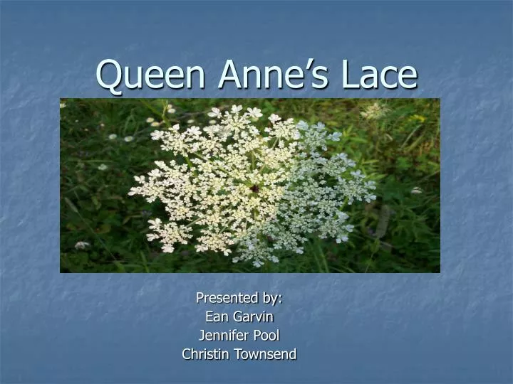 queen anne s lace