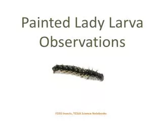 Painted Lady Larva Observations