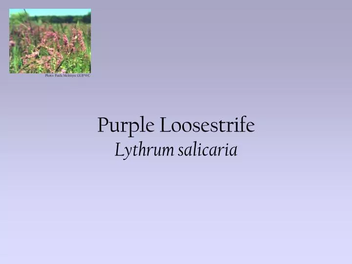 purple loosestrife lythrum salicaria