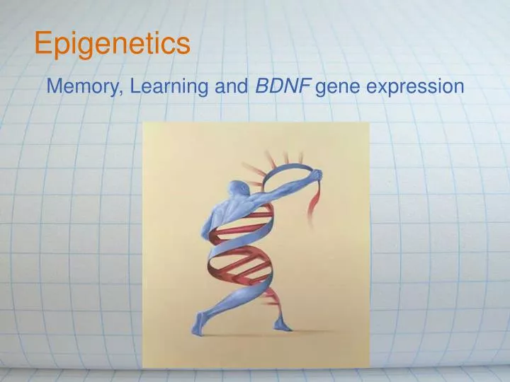 memory learning and bdnf gene expression