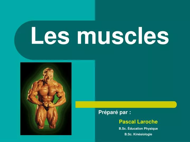 les muscles