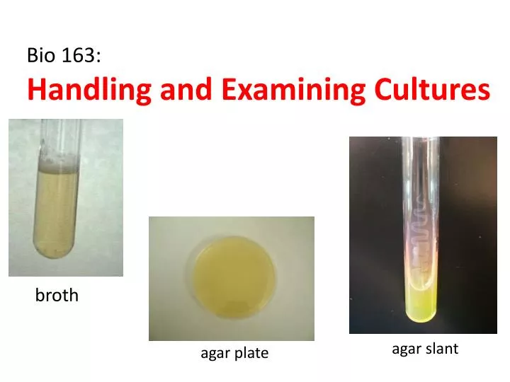 bio 163 handling and examining cultures