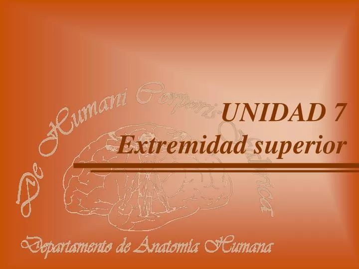 unidad 7 extremidad superior