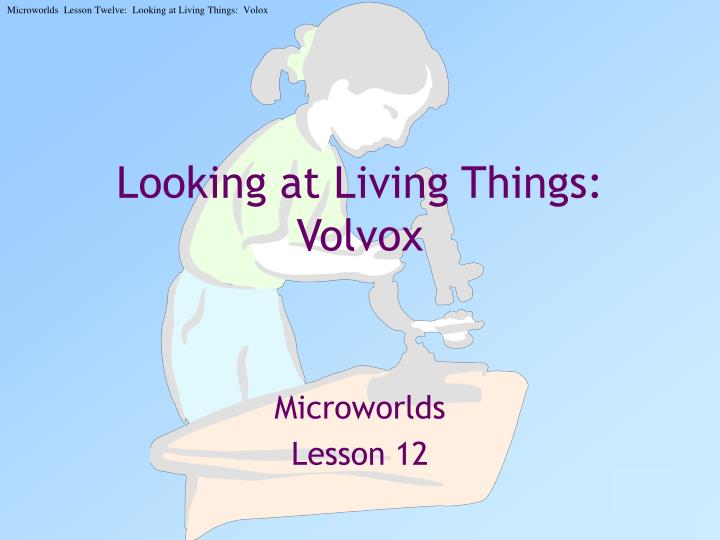 looking at living things volvox