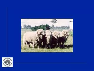 Genetic improvement of Merino sheep in Australia
