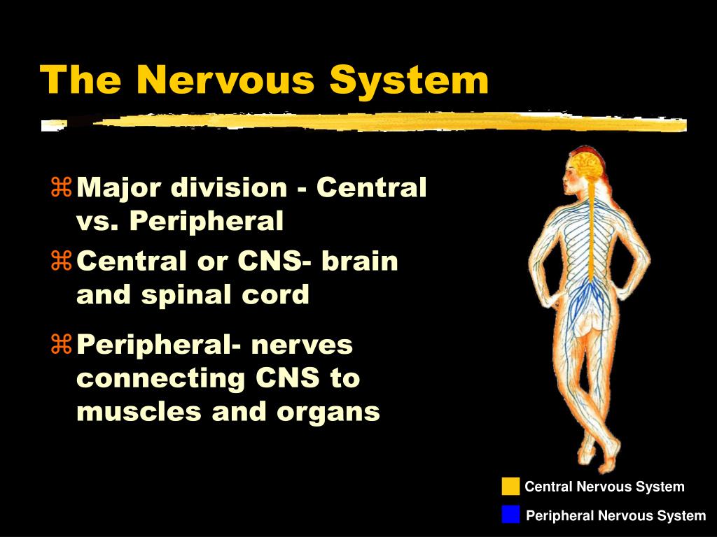 PPT - The Nervous System PowerPoint Presentation, free download - ID:70577