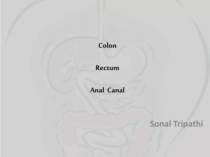 colon rectum anal canal