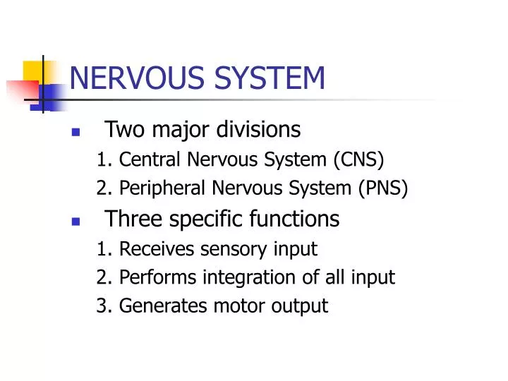 nervous system