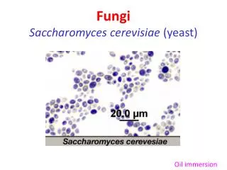 Fungi Saccharomyces cerevisiae (yeast)