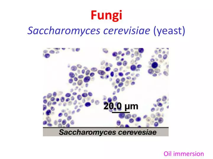 fungi saccharomyces cerevisiae yeast