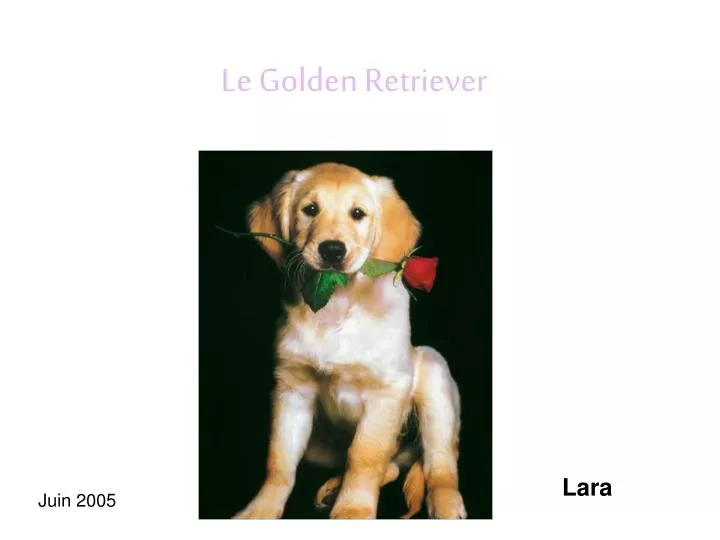 le golden retriever