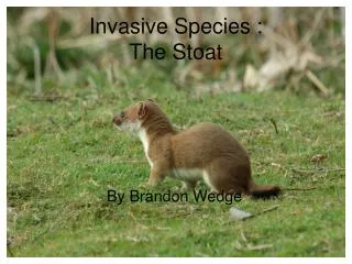 Invasive Species : The Stoat