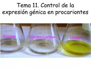 tema 11 control de la expresi n g nica en procariontes