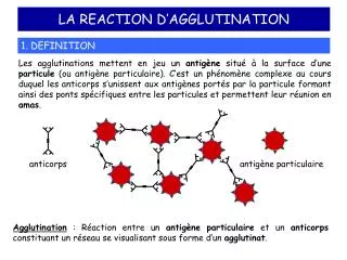 la reaction d agglutination