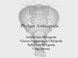 Phylum Arthropoda