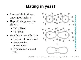 Mating in yeast