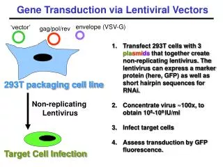 Gene Transduction via Lentiviral Vectors