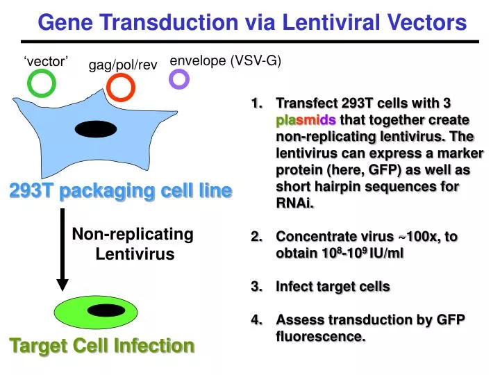 gene transduction via lentiviral vectors