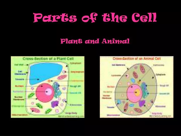 parts of the cell plant and animal