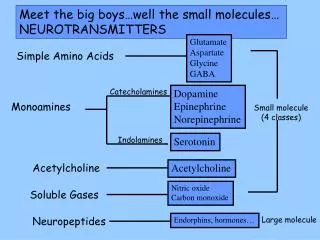 Meet the big boys…well the small molecules… NEUROTRANSMITTERS