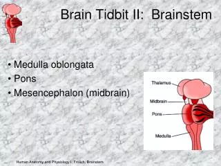 Brain Tidbit II: Brainstem