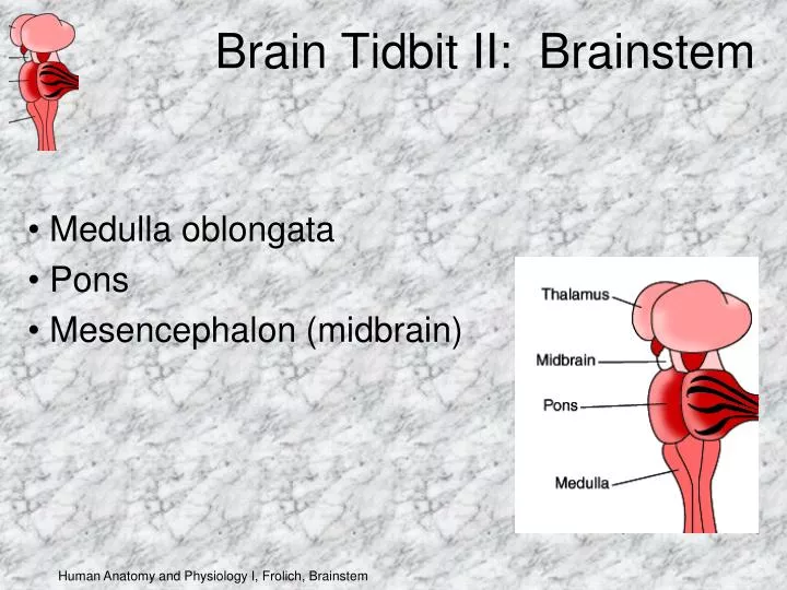 brain tidbit ii brainstem
