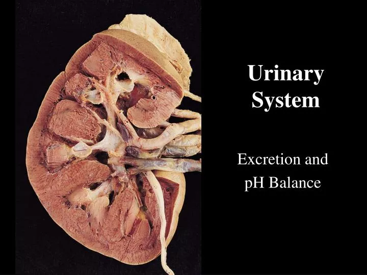 urinary system