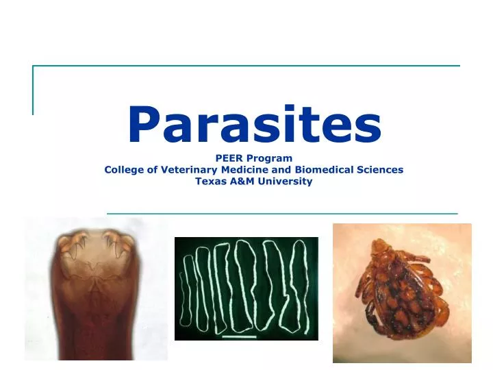 parasites peer program college of veterinary medicine and biomedical sciences texas a m university