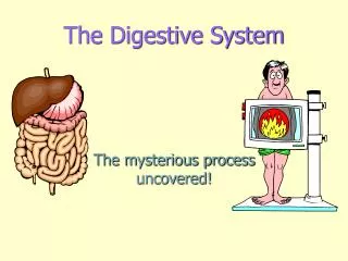 The Digestive System