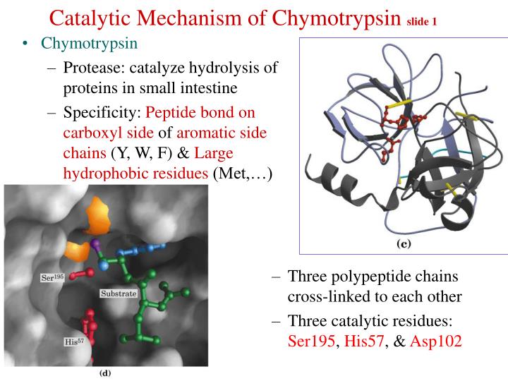 catalytic mechanism of chymotrypsin slide 1