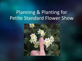 Planning &amp; Planting for Petite Standard Flower Show