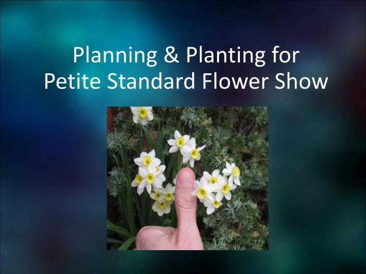 planning planting for petite standard flower show