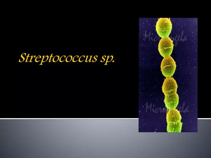 streptococcus sp