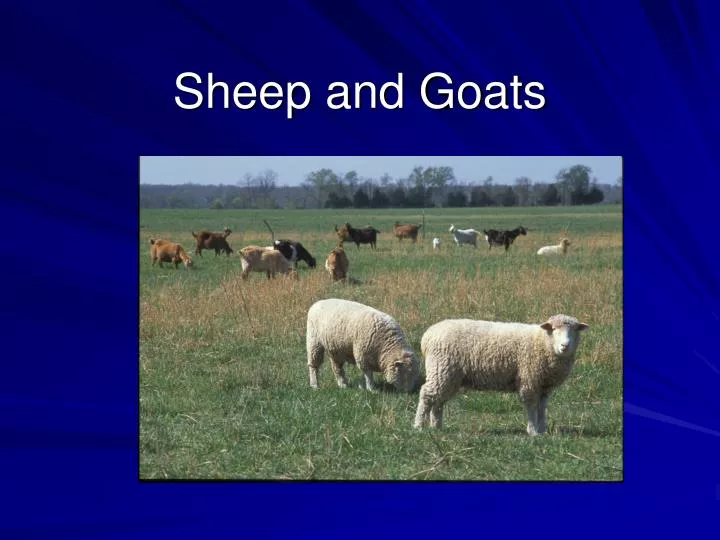 sheep and goats