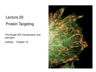 Lecture 20 Protein Targeting