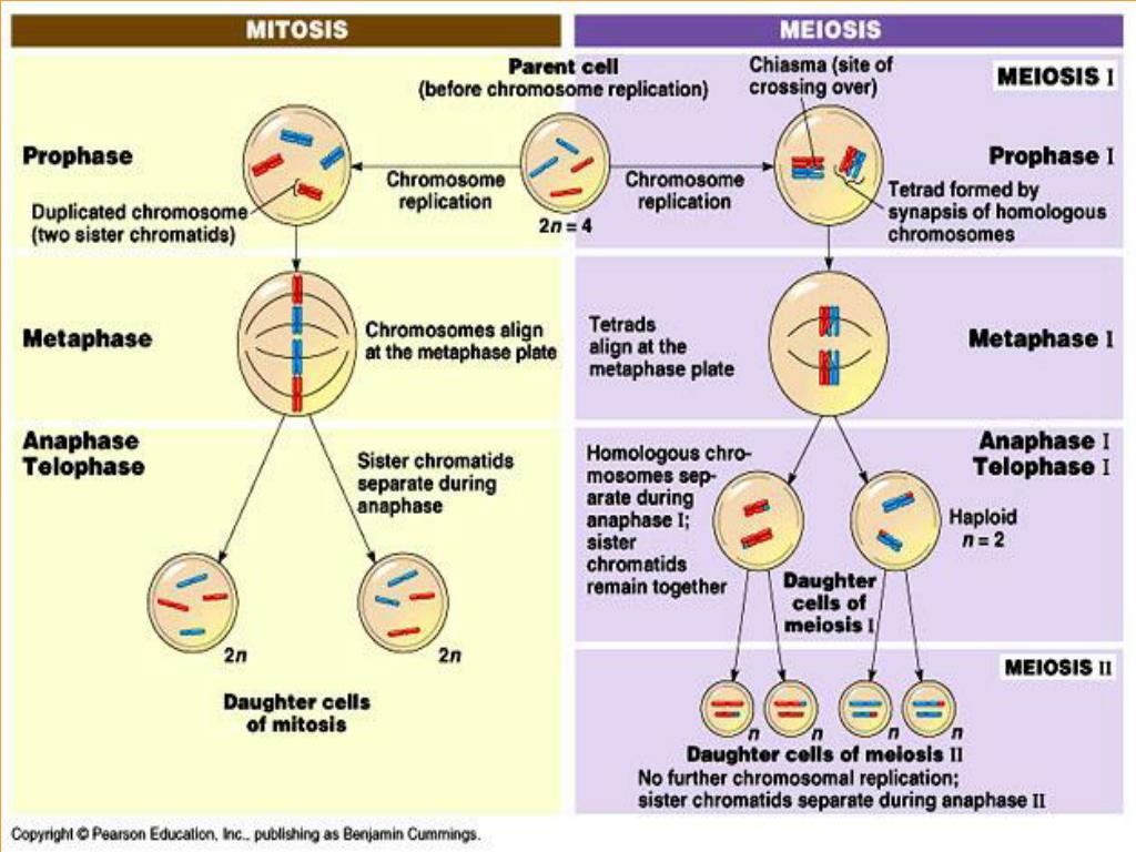 PPT - Meiosis PowerPoint Presentation, free download - ID:711211
