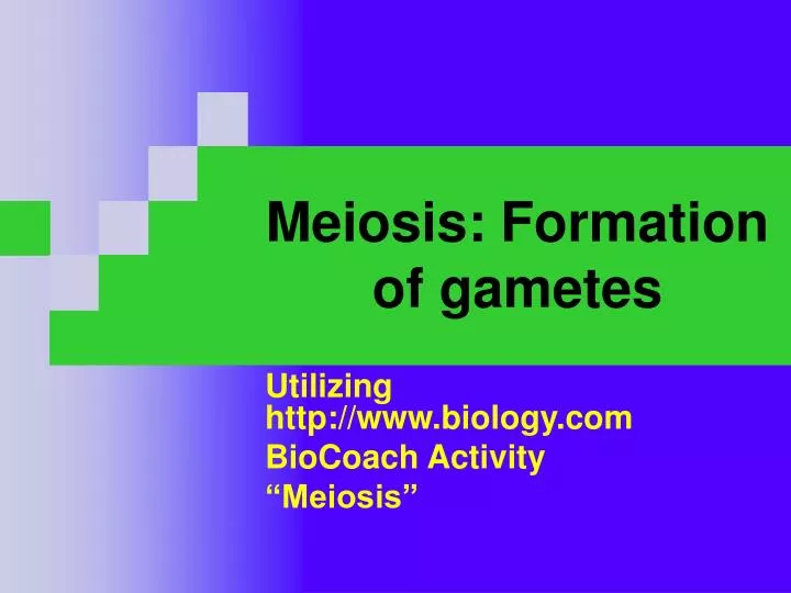 meiosis formation of gametes