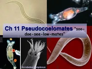 Ch 11 Pseudocoelomates “soo-doe-see-low-mates”