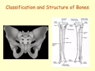 Classification and Structure of Bones