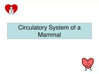 Circulatory System of a Mammal