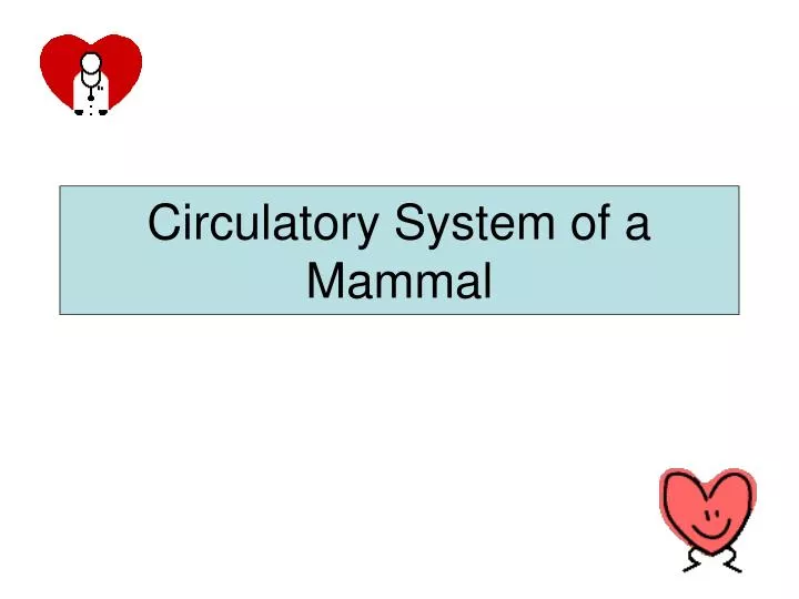 circulatory system of a mammal