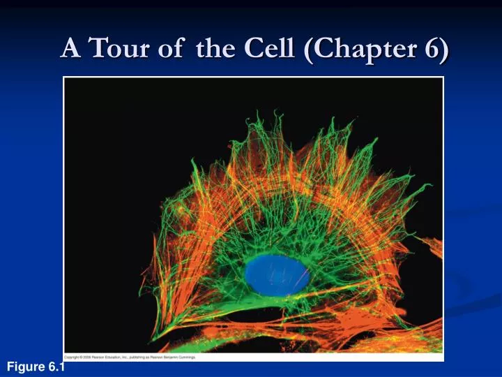 a tour of the cell chapter 6