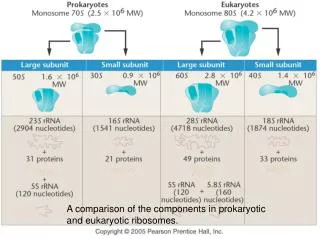 A comparison of the components in prokaryotic and eukaryotic ribosomes.