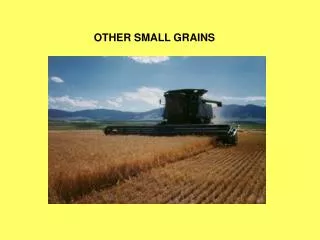 OTHER SMALL GRAINS