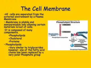 The Cell Membrane