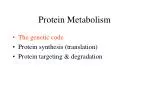Protein Metabolism