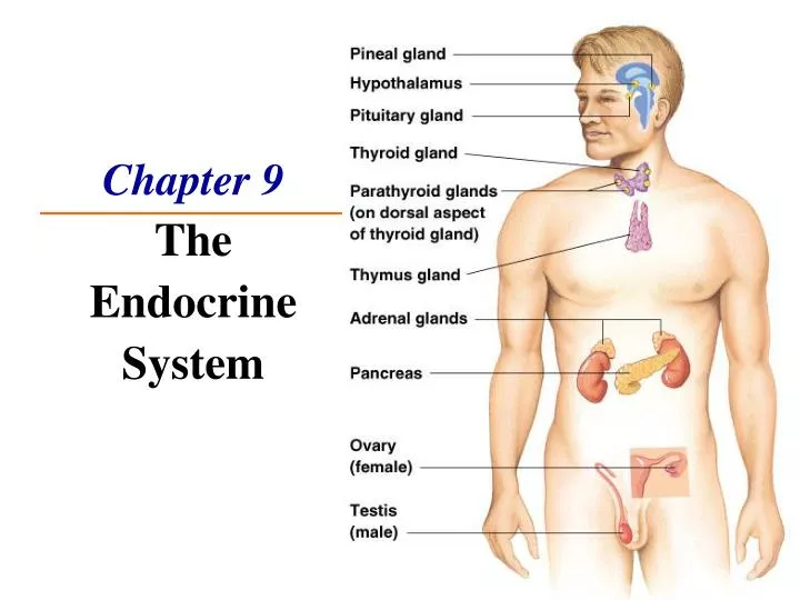 chapter 9 the endocrine system