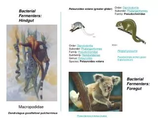 Order: Diprotodontia Suborder: Phalangeriformes Family: Pseudocheiridae
